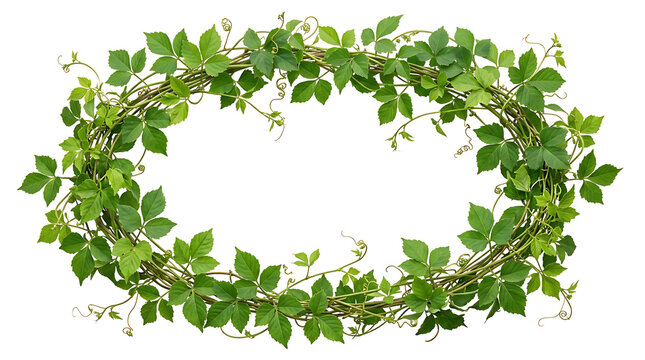 Fresh green ivy vine shaped into a circular frame on a white background