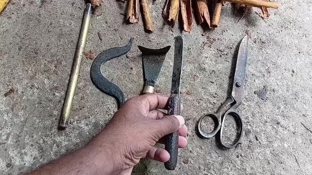 Horizontal view of artisan hand holding thalana pihiya peeling knife used to slit Ceylon cinnamon bark