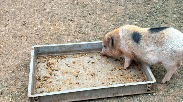 Spotted piglet eating feed from trough on dry soil. A single young domestic swine consumes grain pellets from a shallow grey tray in an agricultural yard.