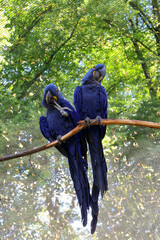 Pair of beautiful hyacinth macaws with bright blue feathers perched on a tree branch in front of green trees in daylight.   . © Nadiia.