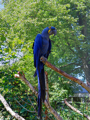 Beautiful single hyacinth macaw with vibrant blue feathers perched on a tree branch among green leaves in bright daylight.    © Nadiia.