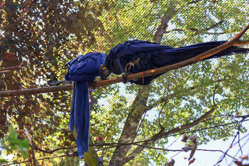 Pair of beautiful blue hyacinth macaws perched on a branch, interacting and leaning forward in an outdoor zoo enclosure during daytime.  . © Nadiia.
