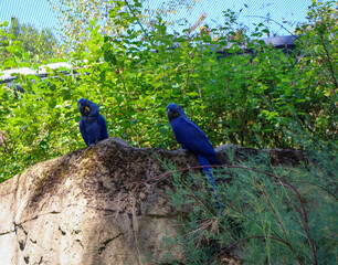 Pair of beautiful hyacinth macaws with bright blue feathers perched on a large stone in dense green tropical foliage.. © Nadiia.