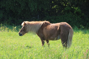 Braunes Pferd steht auf einer Wiese in der Sonne © contadora1999