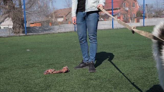 Man handling a large Alabai, Central Asian Shepherd, on a leash during outdoor obedience training near a tug toy, footage for impulse control, canine discipline, socialization, exercise