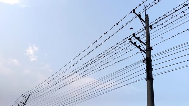A Flock of Birds Perching and Fluttering Joyfully on an Electric Wire