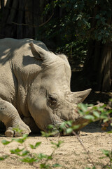 Close-up of a sleeping white rhinoceros's head. © lapis2380