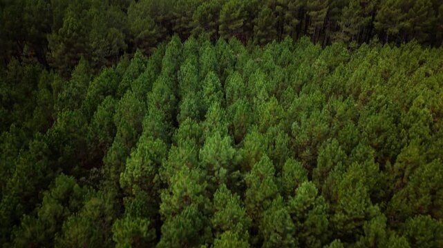 Flying above the Landes pine forest in France showing lush trees