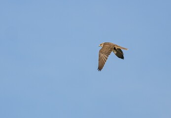 Obraz premium Saker falcon (Falco cherrug)