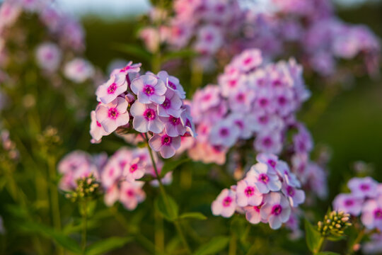 Close-up of vibrant pink and white phlox flowers blooming in a garden.