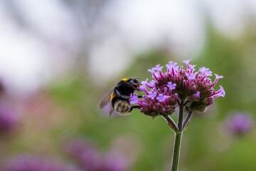 A bumblebee collecting nectar from a vibrant purple flower. © DriveAndDive