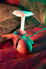 A small mushroom grows from an acorn cup on colorful autumn leaves. © DriveAndDive