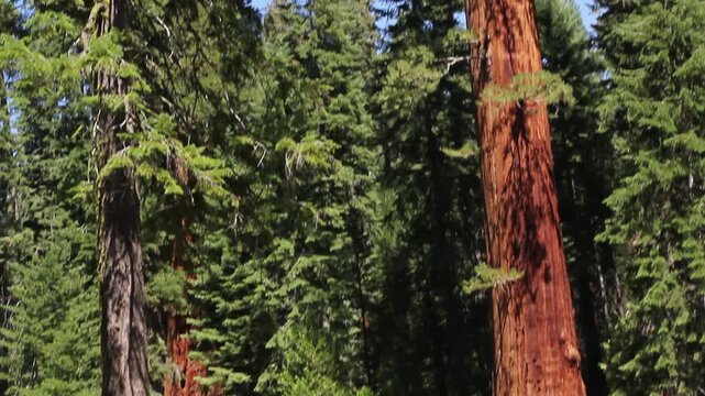 Tall giant sequoias rising above a sunlit forest clearing