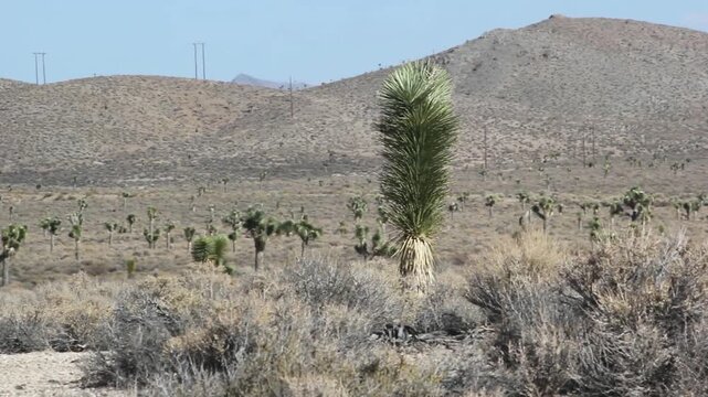 Desert yucca and scrub vegetation in the Mojave Desert