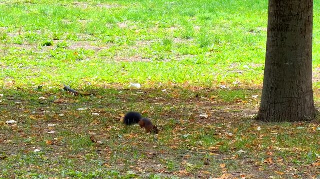 Dark squirrel sitting on grass with fallen foliage. A small wild rodent rests near a tree trunk on a lawn covered with dead plant material in a park setting during daytime.