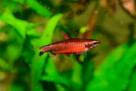 Red Pencilfish Nannostomus sp. super red Rio Amaya