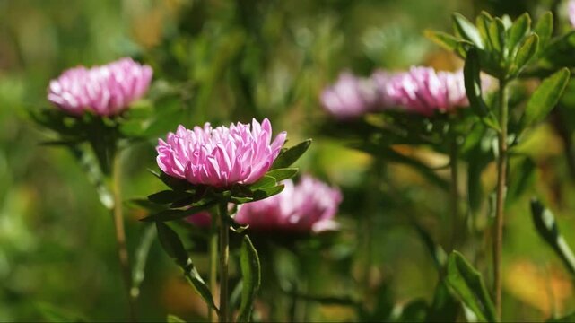 Close-up of pink aster blossoms moving gently in the wind among green garden foliage. Seasonal floral footage for gardening, nature, botanical themes, summer backgrounds and flower-related commercial 