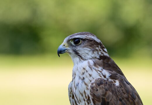 Lanner falcon (Falco biarmicus)