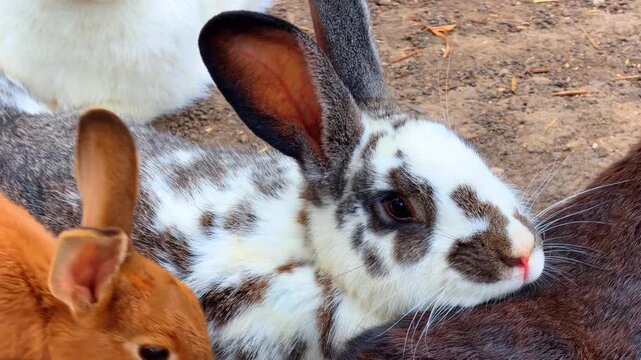 Close portrait of a spotted rabbit with long ears. The furry mammal features white and brown patterns on its coat and rests beside another dark animal on dirt.