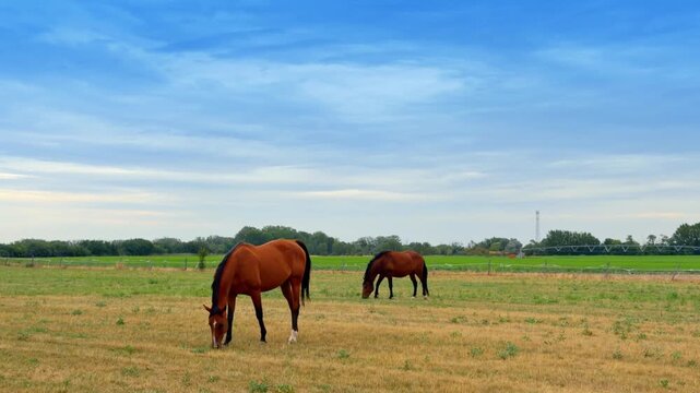 Two brown horses grazing in pasture. Equines eat dry vegetation in a flat landscape with a pivot in the distance.