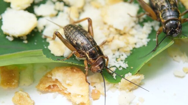 Macro of brown field crickets insect feed on crushed biscuit crumbs scattered over a green leaf surface