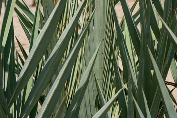 Fototapeta premium Close-up texture of sharp green date palm fronds leaves geometric natural pattern