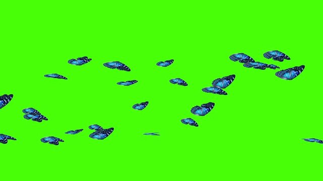 Swarm of blue butterflies flying across from left to right