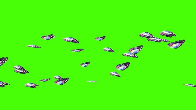 Swarm of colorful butterflies flying across from left to right
