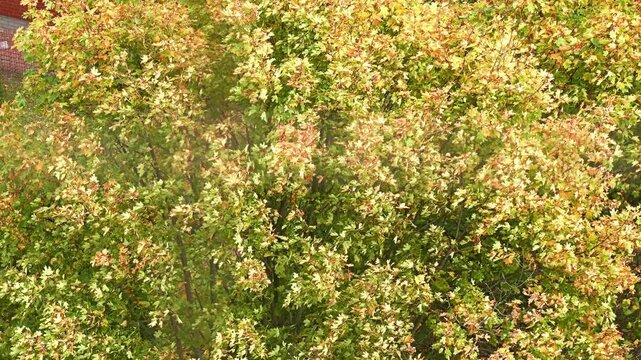 Leaves of trees and shrubs in autumn colors sway gently in the gusts of wind.