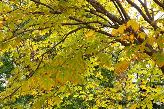 Dogwood foliage slowly turns red