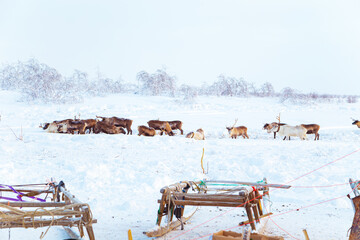 Beautiful reindeer and Nenets sleds in the snowy tundra. Life in the Arctic. © lizavetta