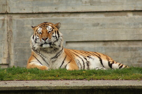 Tigre