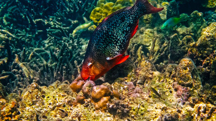 Redlip Parrotfish feeding on coral reef © TravelMedia