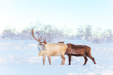 Beautiful reindeer in the snowy tundra. Life in the Arctic. © lizavetta