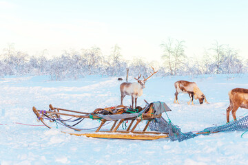 Beautiful reindeer and Nenets sleds in the snowy tundra. Life in the Arctic. © lizavetta