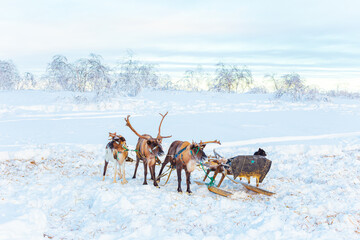 A team of reindeer with a sleigh in the snowy tundra. © lizavetta