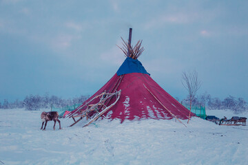 A lone reindeer near a chum, the traditional home of Nenets reindeer herders, at sunset. © lizavetta