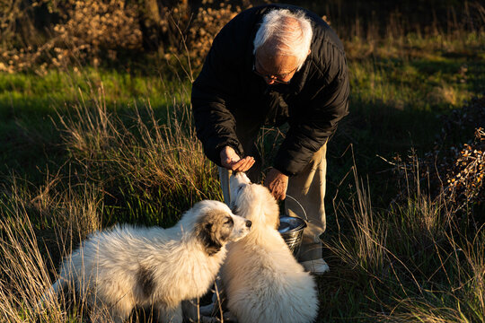 Elderly man feeding puppies outdoors connecting with nature