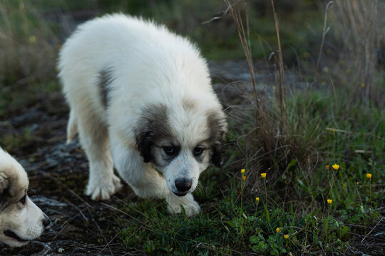 Great pyrenees puppy sniffing grass outdoors with yellow flowers