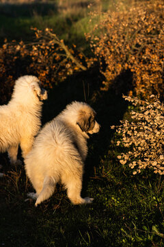 Pyrenees mountain puppies standing in sunny autumn field