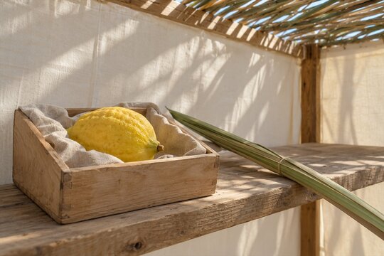  Fresh Etrog in a Simple Wooden Box Beside a Lulav
