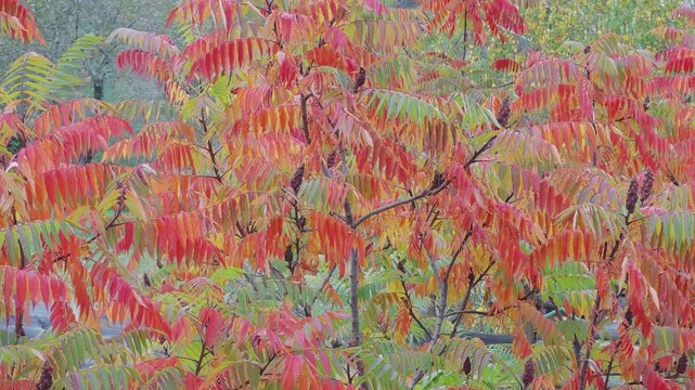 Brilliant red and green staghorn sumac leaves rustling in a gentle breeze. An idyllic fall scene full of vibrant seasonal color