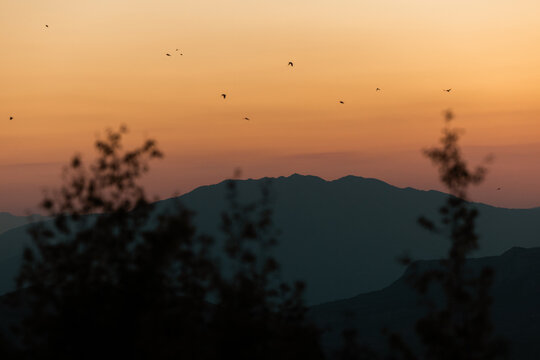Birds Across the Evening Sky