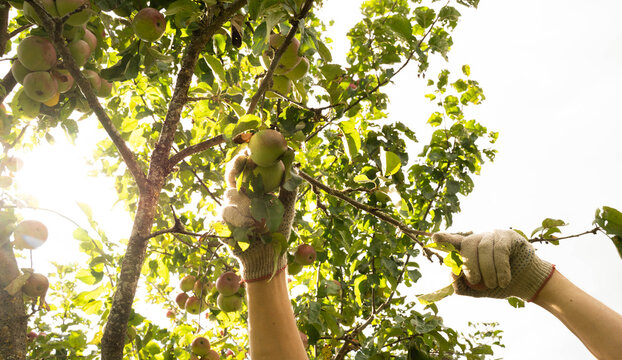 Hands picking apples from tree in sunny garden