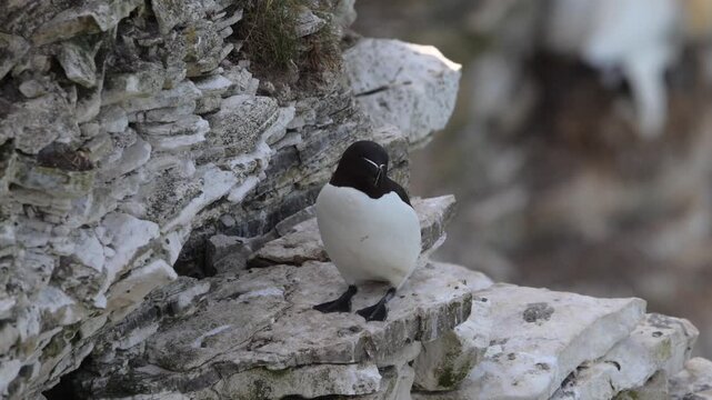A razorbill