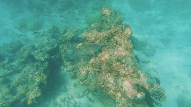 Snorkeling in Maldives near Dhiffushi, parrotfish swimming over rocks and corals, group of other fish resting near close rock
