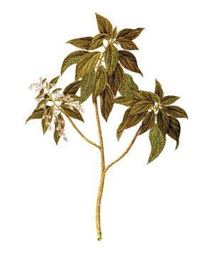 Gesnouinia arborea Gaudich, Urticaceae, Illustration by Angela Rossi Bottione, watercolour, 1812-1837, Historical, digitally restored reproduction from a 19th century original, Record date not stated