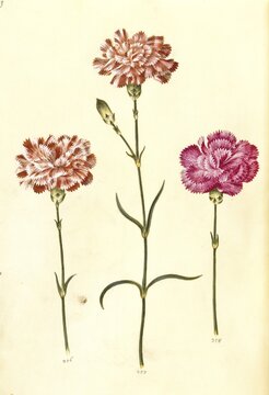 Clove pink (Dianthus caryophyllus) or noble carnation, in cultivated form usually garden carnation, Historic, digitally restored reproduction from a 19th century original