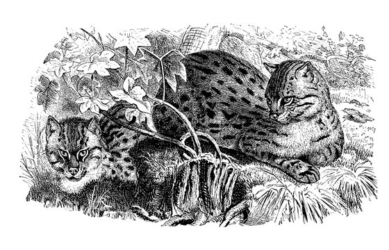 Spotted cat, Tara cat, Felis viverrina, cat species belonging to the group of servals, digitally restored reproduction of an original from the 19th century, exact original date not known
