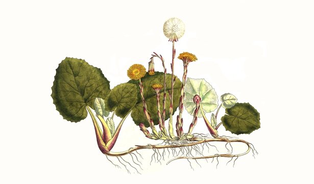 Coltsfoot (Tussilago farfara), digitally restored reproduction of an original from the 19th century, exact original date not known
